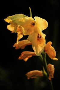 Gladiole im Abendkleid