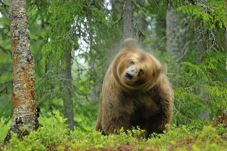 Braunbär im Regen