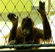 Orang Utan hinter Gittern