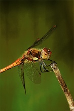 Blutrote Heidelibelle (Sympetrum sanguineum)