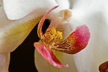 Orchidee