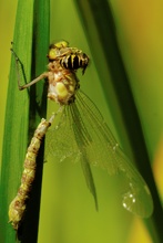 Wespe frisst Libelle