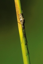 Gemeine Streckerspinne (Tetragnatha extensa)