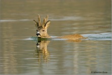 Wasserbock