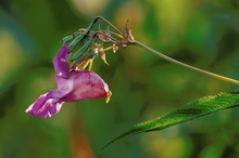 Blüte und Früchte vom Drüsigen Springkraut (Impatiens glandulifera)