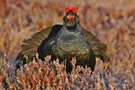 Birkhahn