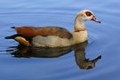 Spiegelung einer Nilgans