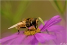 Schwebfliege