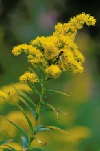 Kanadische Goldrute mit Sumpfschwebfliege