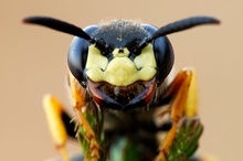 Philanthus triangulum