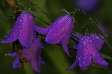 Blaue Glockenblumenstunde