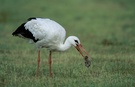 Storch III