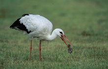 Storch III