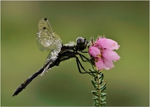 Schwarze Heidelibelle auf Glockenkraut