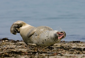 Seehund zeigt die Zähne-ND