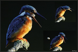 Eisvogel beim Würgen