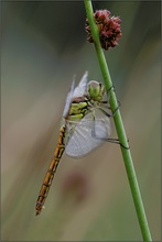 Gemeine Heidelibelle(Sympetrum vulgatum)