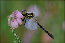 Schwarze Heidelibelle *Sympetrum danae*