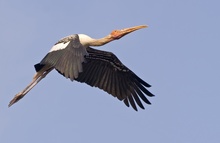 Painted Stork