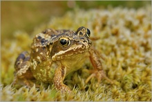 Moorfrosch (Rana arvalis)