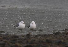 Sturmmöwen bei Regen