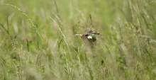 Braunkelchen bei der Futtersuche-ND