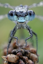 Klarer Blick