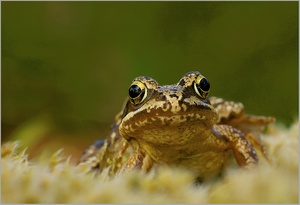 Moorfrosch (Rana arvalis)