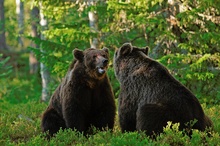 Braunbär im Spiegel