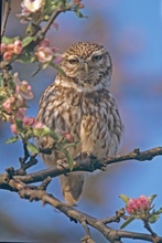 Steinkauz im Apfelbaum