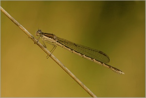 Gemeine Winterlibelle (Sympecma fusca)