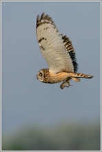 Sumpfohreule (Asio flammeus) mit Beute