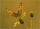 Kleiner Feuerfalter (Lycaena phlaeas)