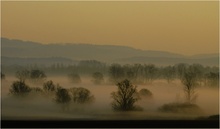 Nebel im Ried