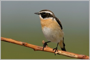 Braunkehlchen (Saxicola rubetra)