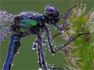 Gebänderte Prachtlibelle (Calopteryx splendens)