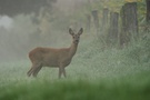 Reh im Morgennebel am Niederrhein