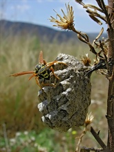 Feldwespe (Polistes spec.)