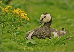 Weißwangengans (Branta leucopsis)