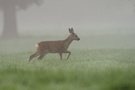 Rehkitz im Frühnebel am Niederrhein