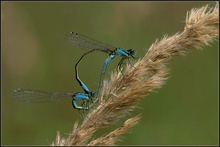 Paarungsrad der großen Pechlibelle