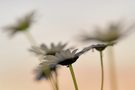 Margeriten im Abendrot