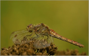 Gemeine Heidelibelle (Sympetrum vulgatum)