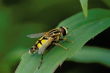 Helophilus pendulus - Gemeine Sumpfschwebfliege