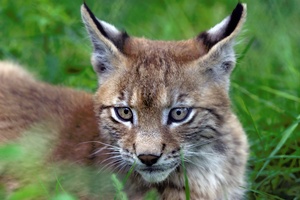 Junger Luchs