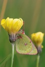 Colias phicomone - Alpen-Gelbling