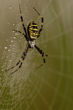 Spinne am Morgen....