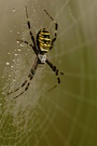 Spinne am Morgen....