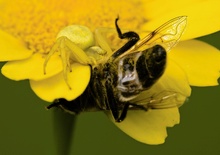 Krabbenspinne erbeutet Schwebfliege