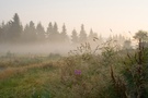 Morgens und Nebel